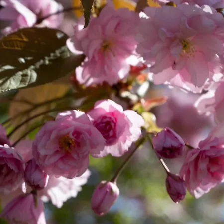 Skandinavienblick-scholle-1-1 * Hohwacht