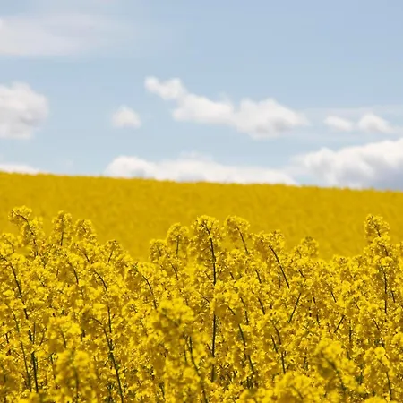 Skandinavienblick-scholle-1-1